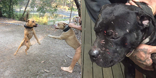 rspca queensland investigate dog fighting