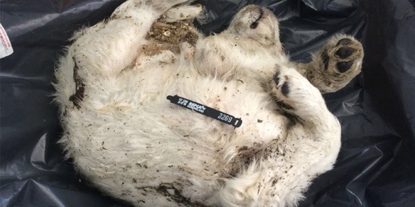 whitney deceased puppy dumped in rubbish rspca inspectorate 